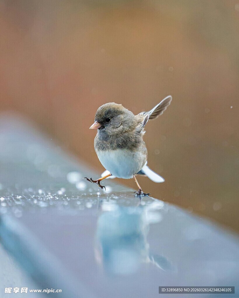 小鸟立于湿润平面