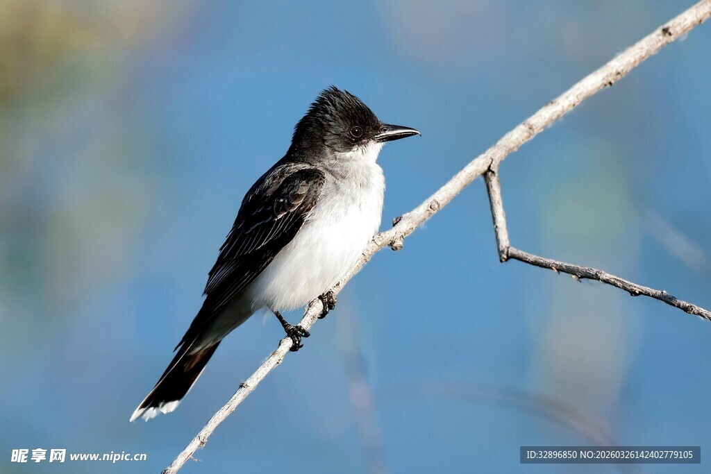 枝头栖息的黑白小鸟