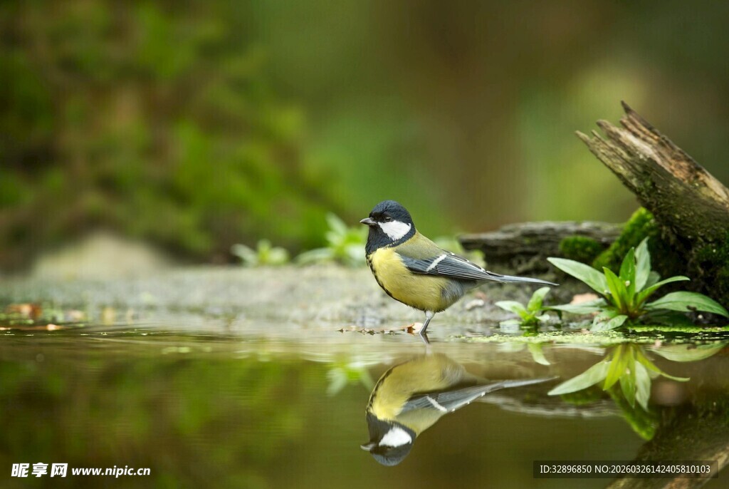 水边栖息的美丽小鸟