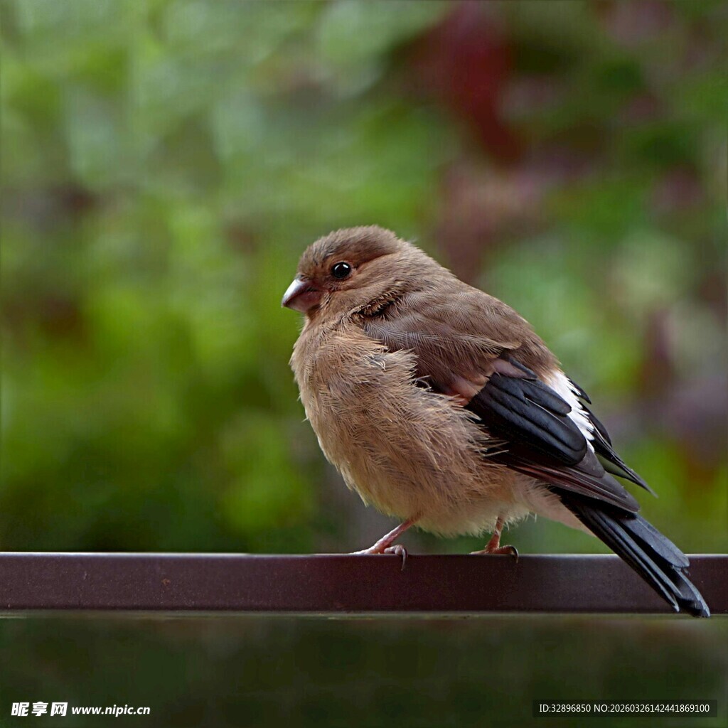 小鸟栖息在栏杆上