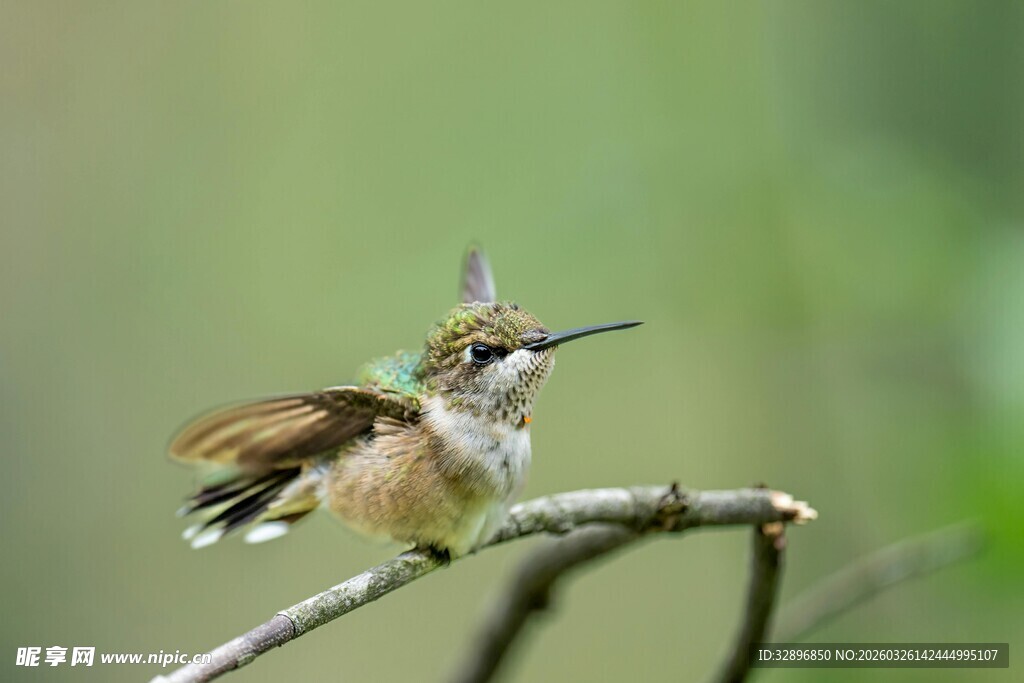 悬停枝头的蜂鸟