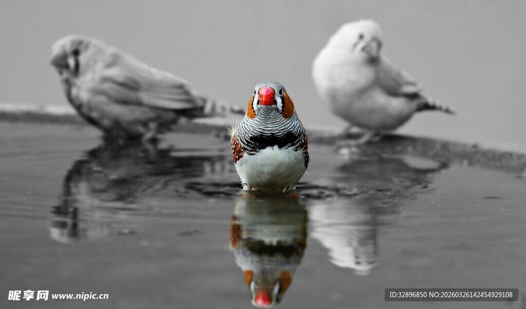 水边三鸟与彩色物件倒影