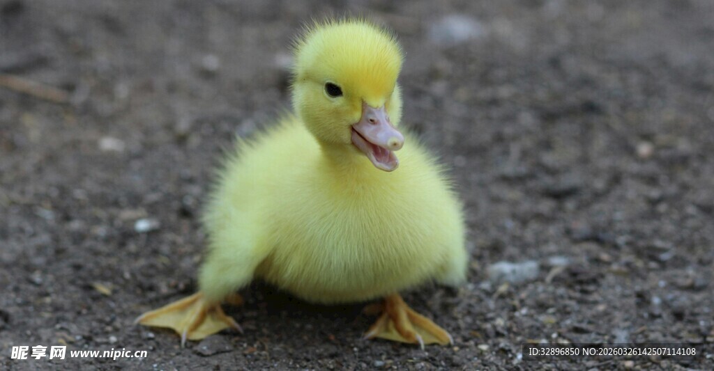 可爱小黄鸭站立地面