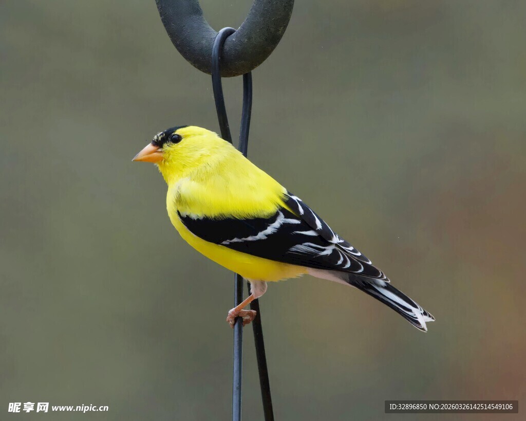 黄黑相间小鸟立于喂鸟器