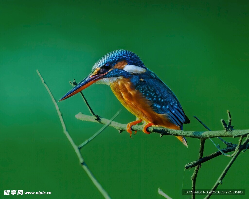 栖息枝头的绚丽翠鸟