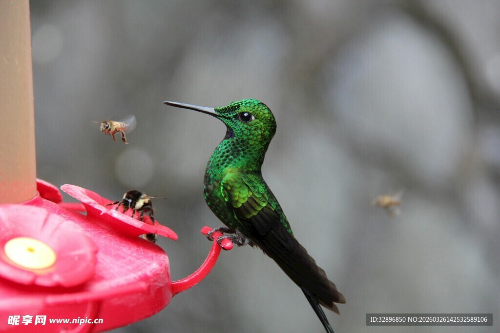 绿蜂鸟停在红色喂食器上