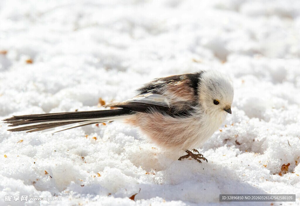 雪地中的长尾山雀