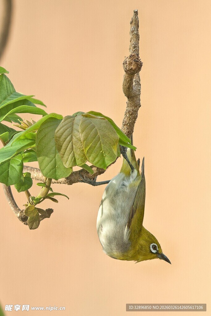 倒挂枝头的绿色小鸟