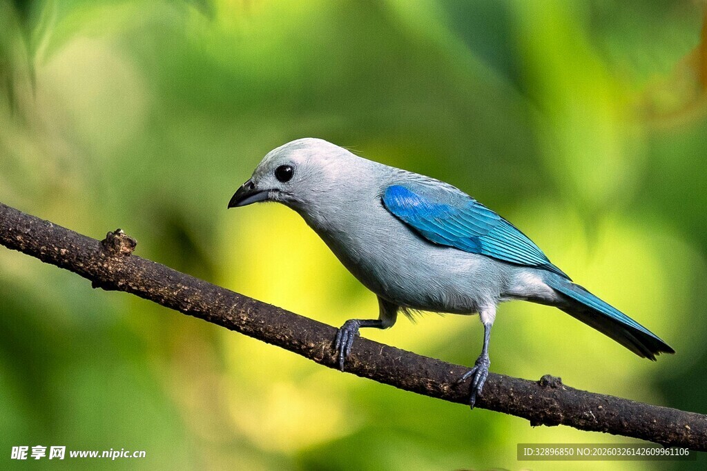 蓝白小鸟栖息于树枝间