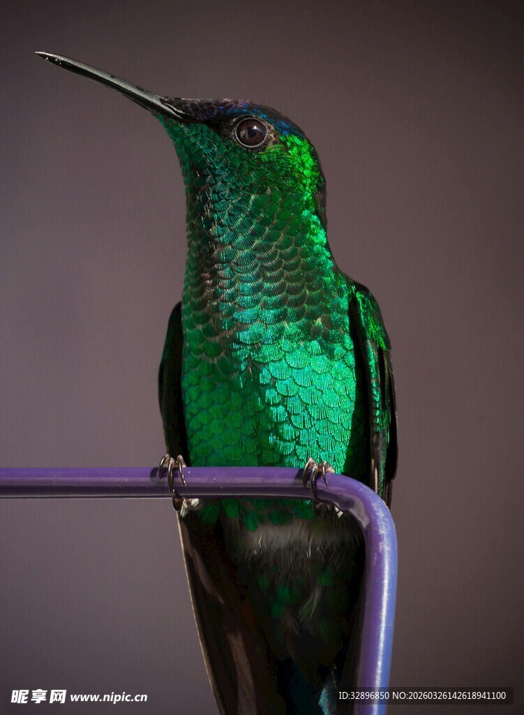 翠绿蜂鸟栖息于细杆上