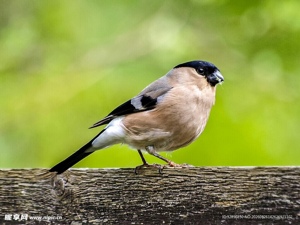 枝头栖息的小鸟
