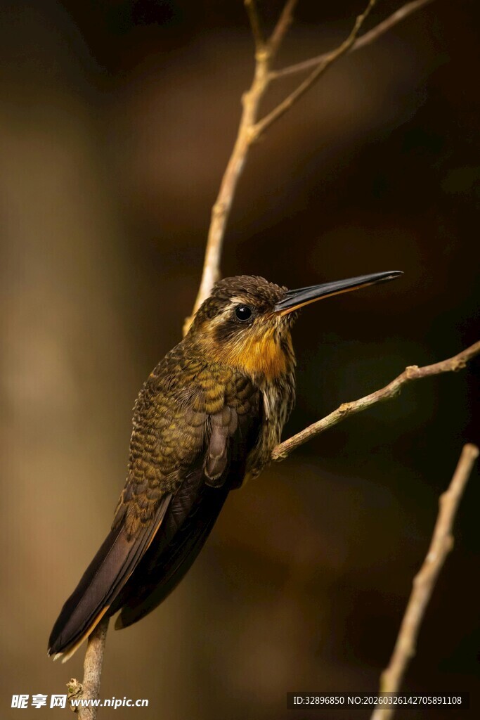 栖息枝头的小巧蜂鸟