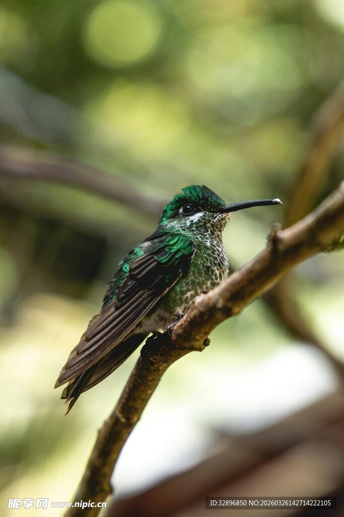 枝头的翠绿蜂鸟