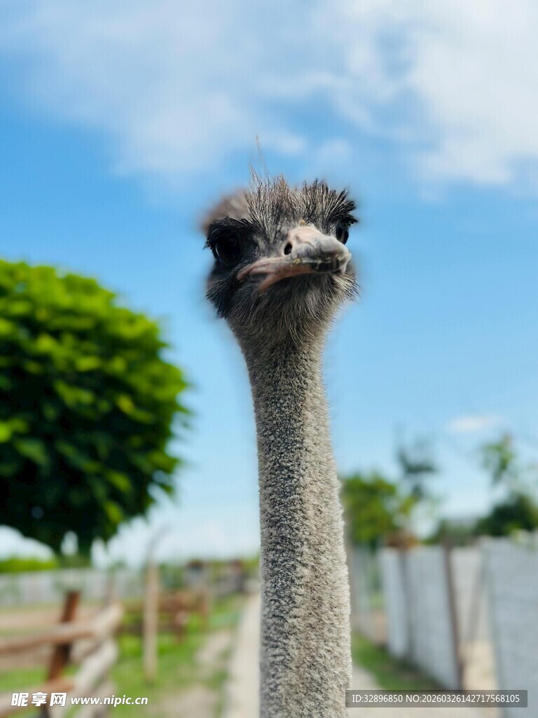 呆萌鸵鸟特写