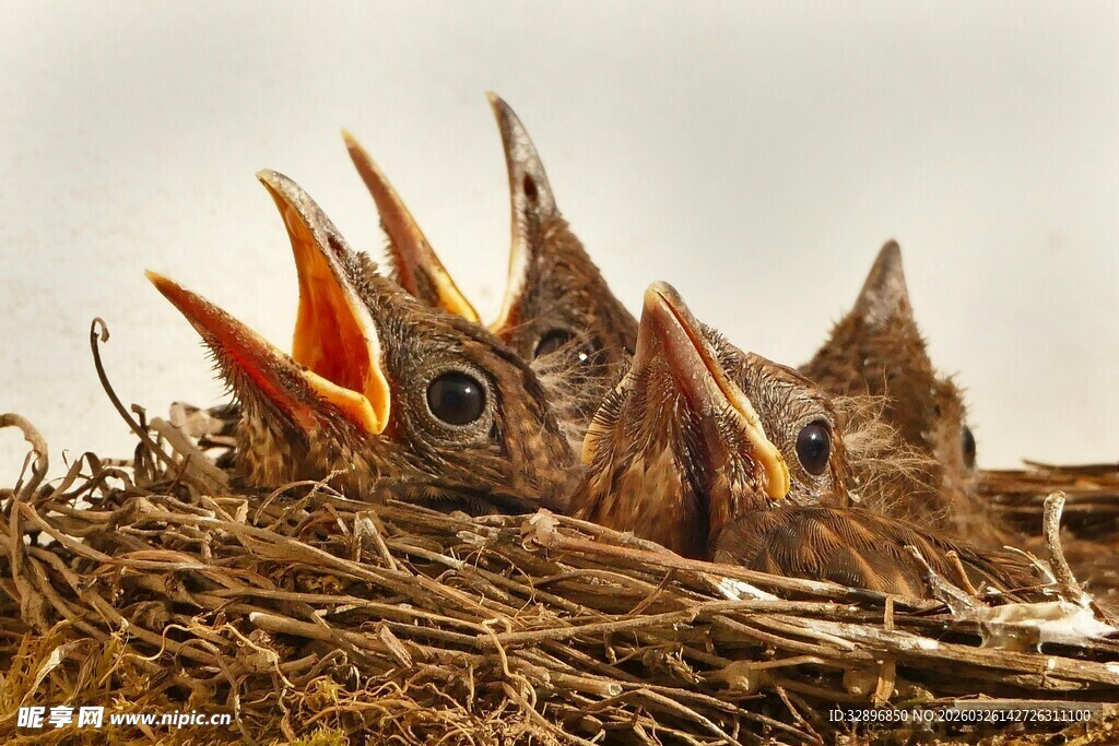 鸟巢中嗷嗷待哺的雏鸟