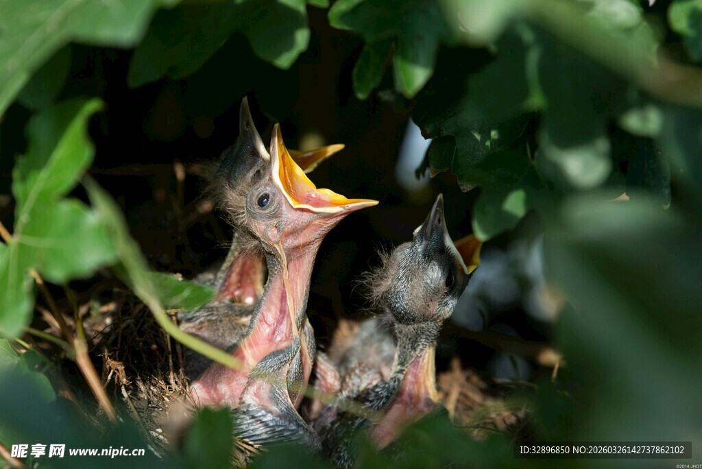 雏鸟待哺