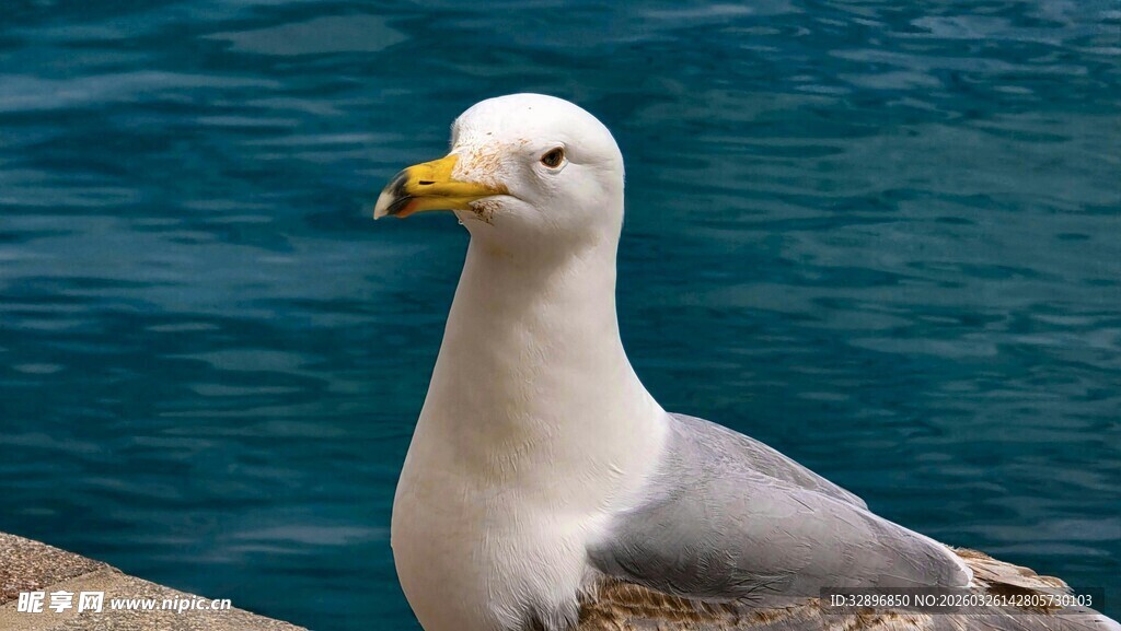 海边海鸥特写