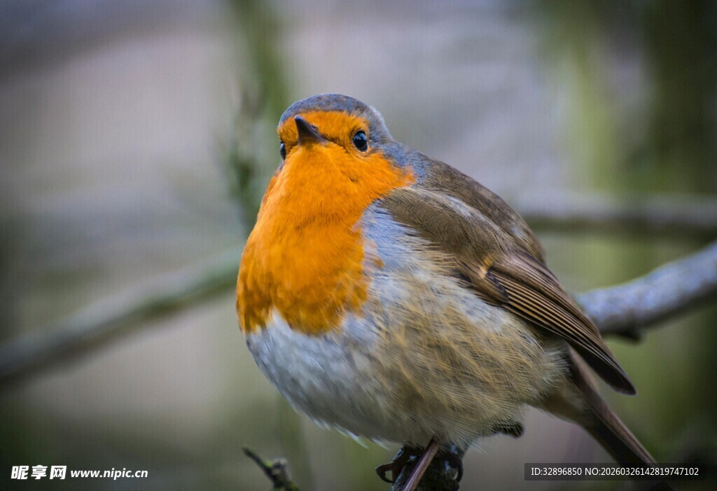 枝头的橘胸小鸟