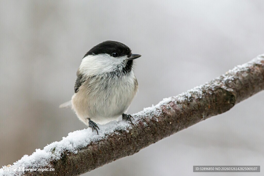 雪枝上的小巧山雀