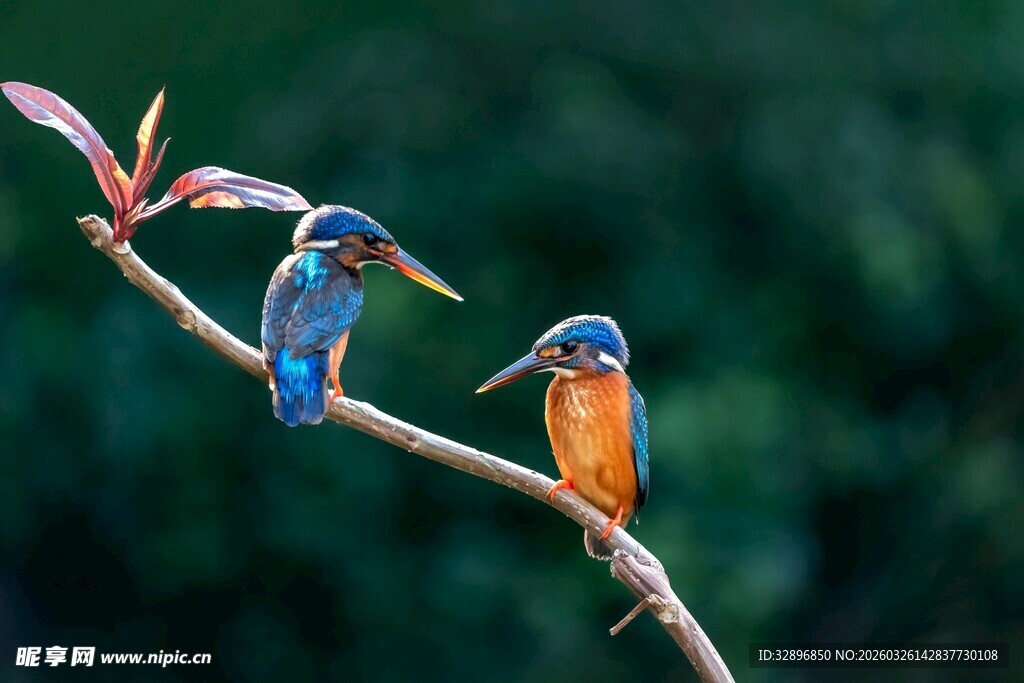 双翠鸟栖于枝头