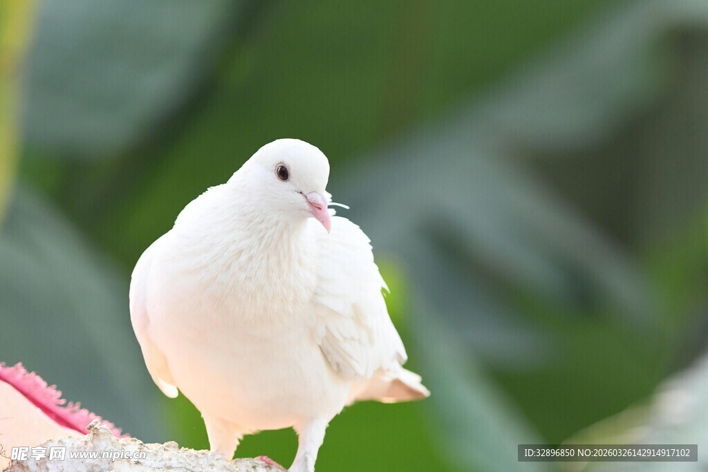 白色鸽子栖息绿植旁