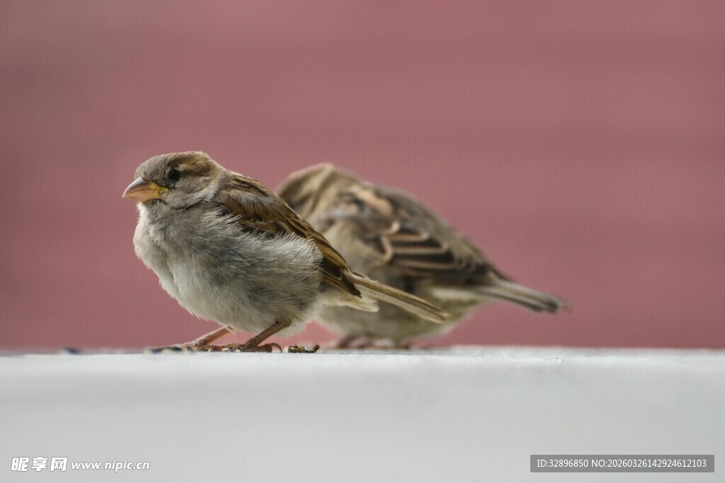 两只依偎的小麻雀
