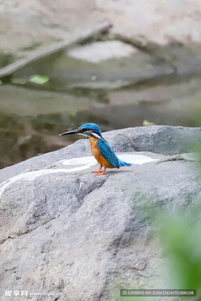 岩石上的多彩翠鸟