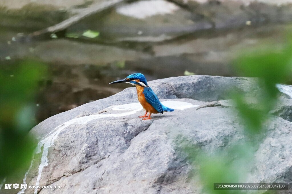 岩石上的多彩翠鸟