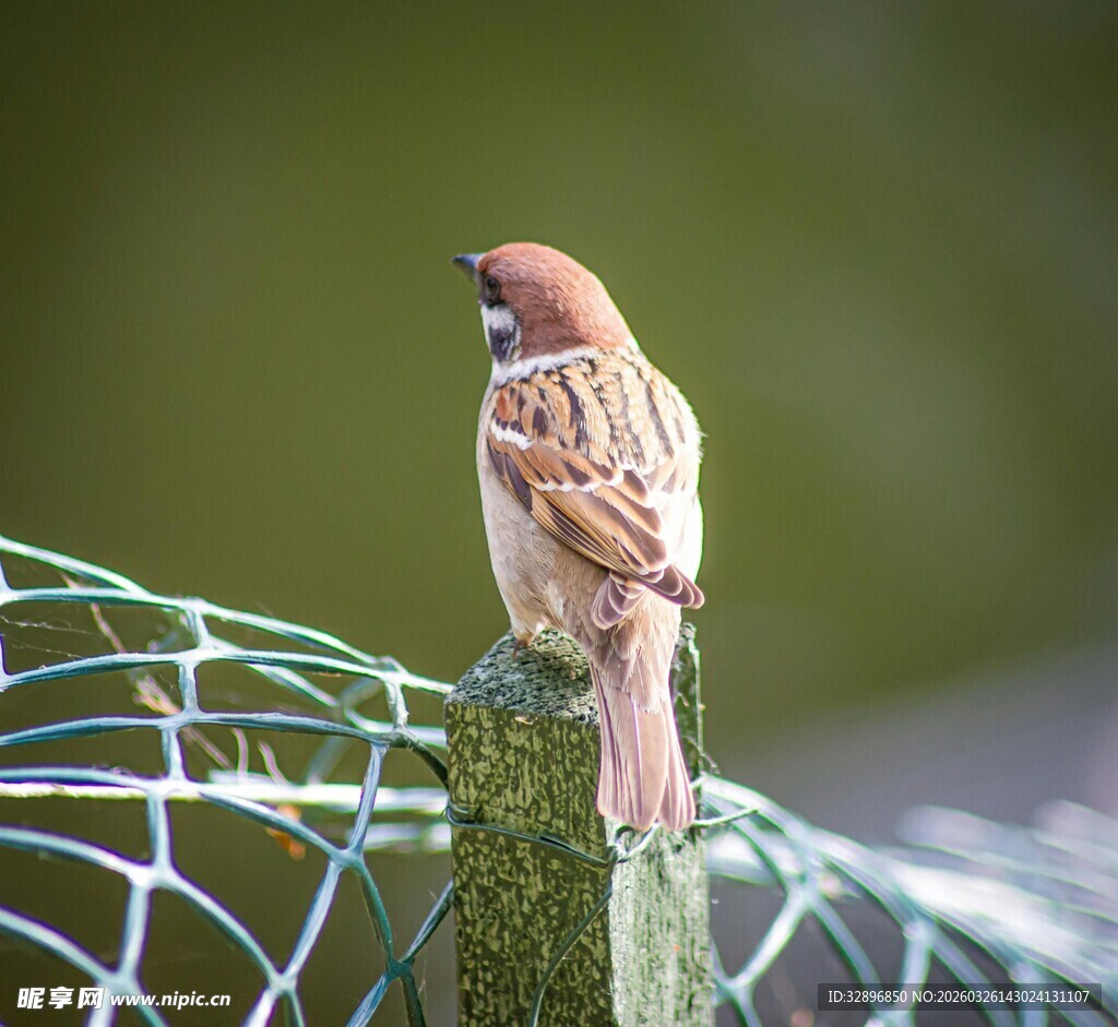 站在围栏上的棕色小鸟