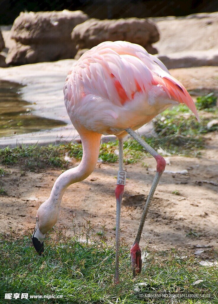 优雅火烈鸟低头觅食