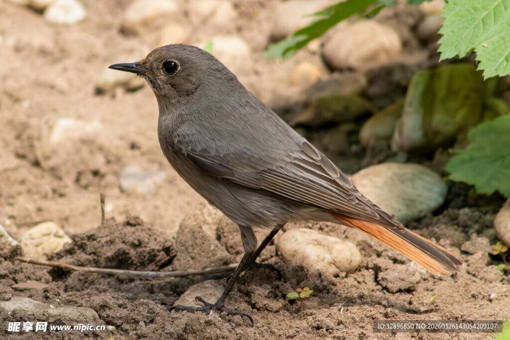 灰身红尾小鸟站立于地面