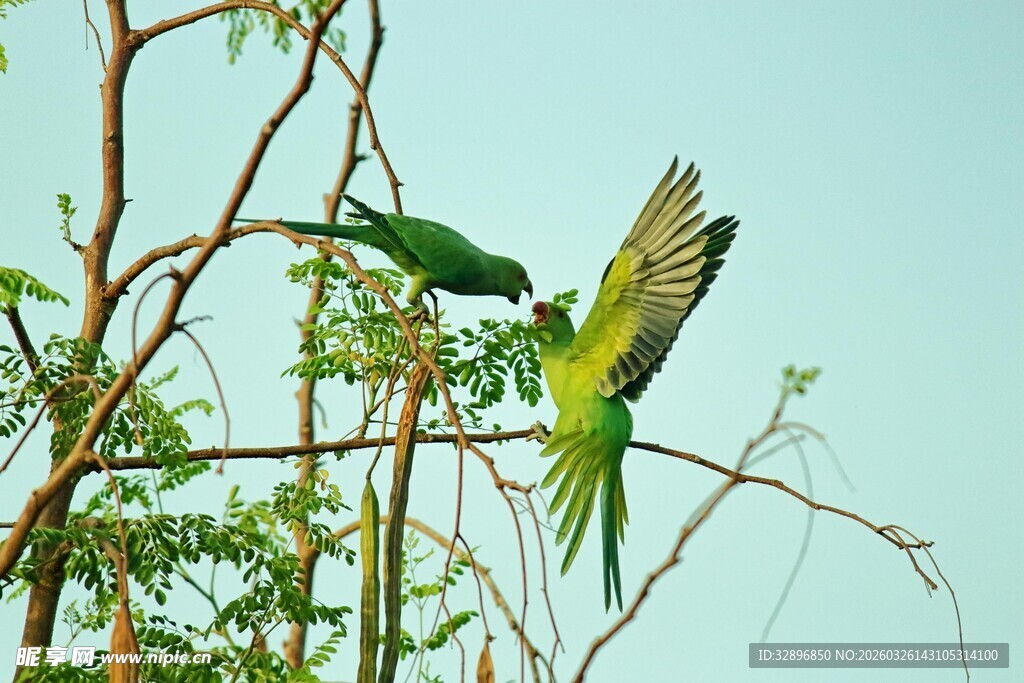 绿鹦鹉枝头展翅
