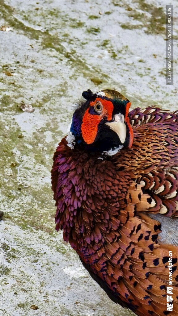 多彩雉鸡栖息于水边