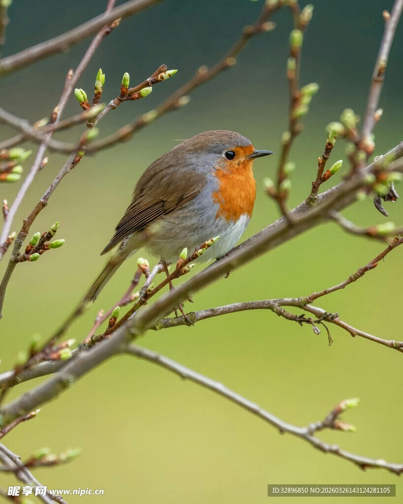 枝头的橙色小鸟