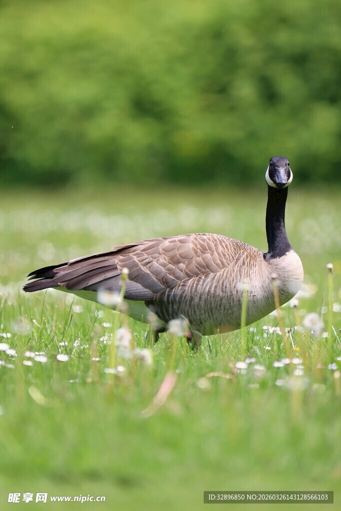 草地上的加拿大鹅