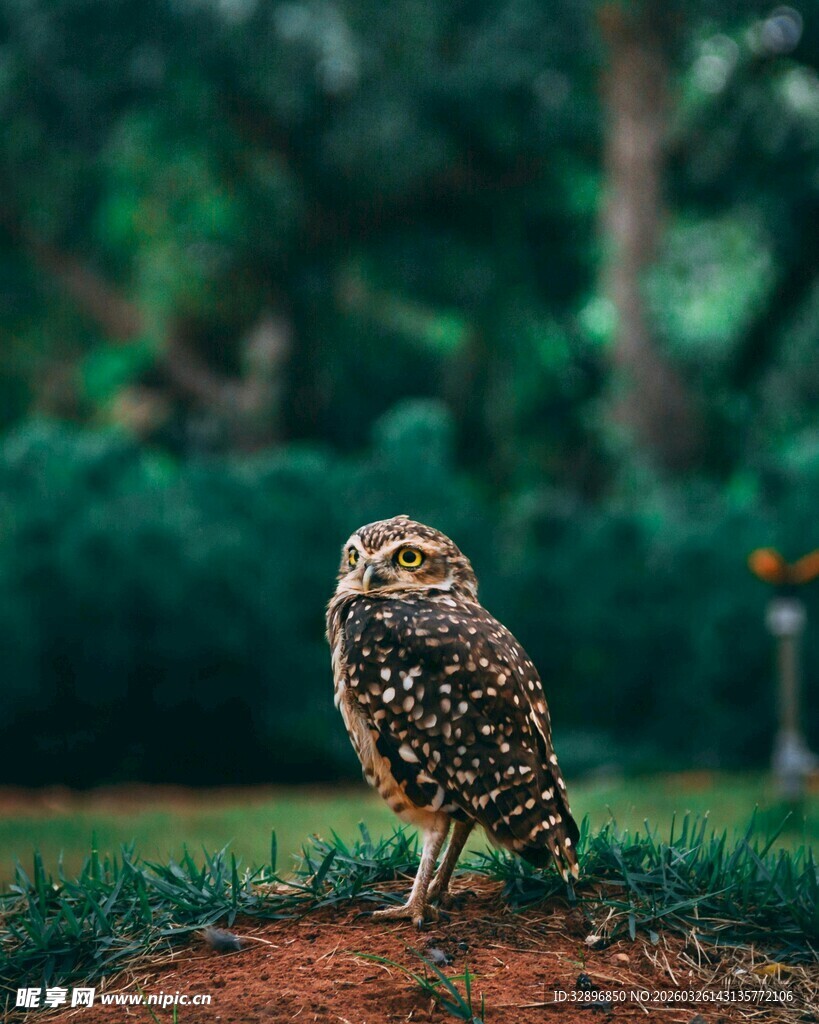 草地上的猫头鹰