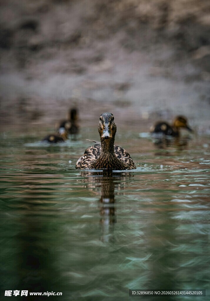 水中嬉戏的几只野鸭