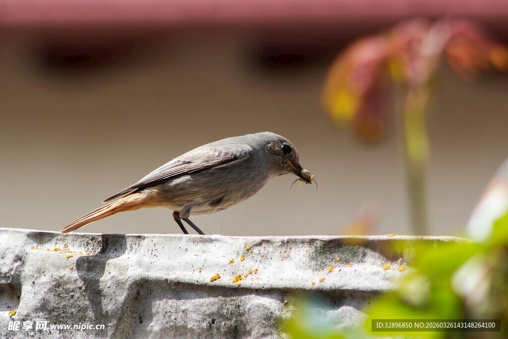 小鸟衔虫立于石上