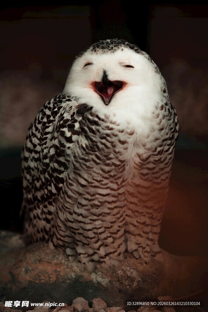 雪地中的可爱猫头鹰