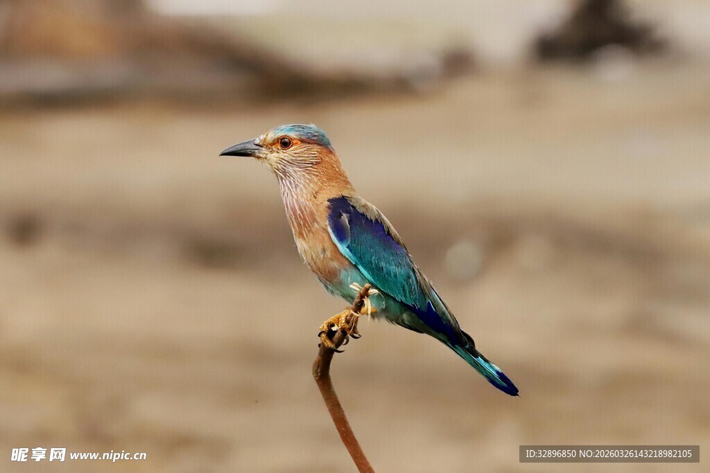 多彩小鸟立于枝头