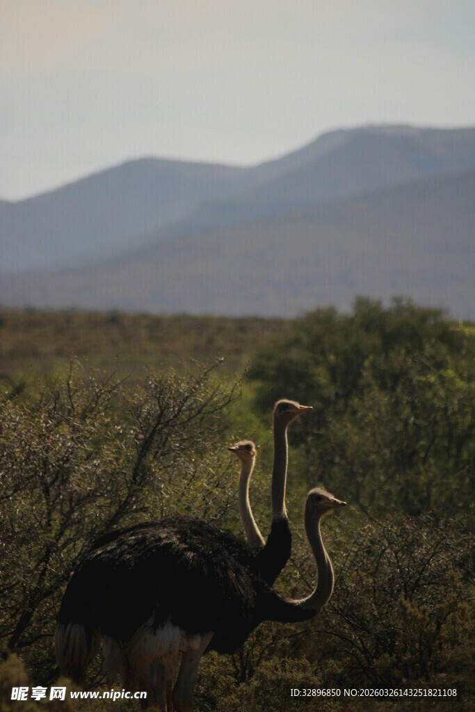 草原上的两只鸵鸟