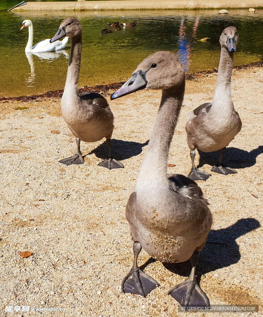 三只天鹅在沙地上行走