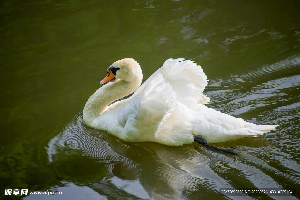 优雅天鹅水中悠然游弋