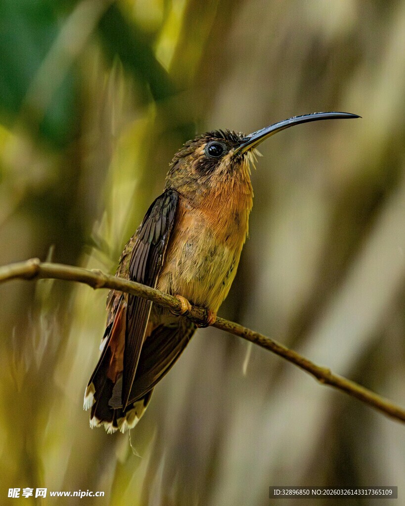 栖息枝头的长喙蜂鸟