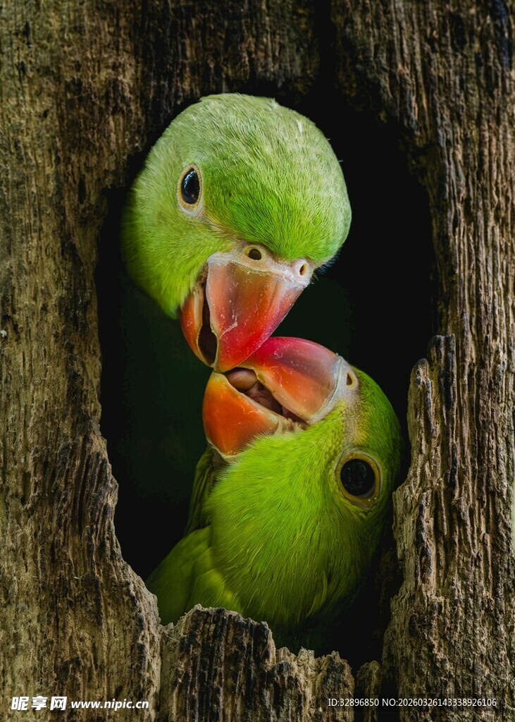洞口依偎的两只绿鹦鹉