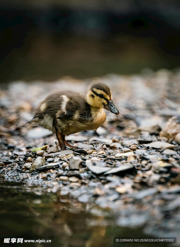 小鸭子在碎石地面行走