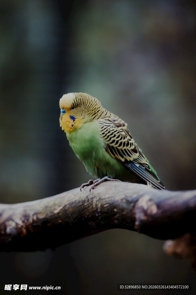 枝头的虎皮鹦鹉