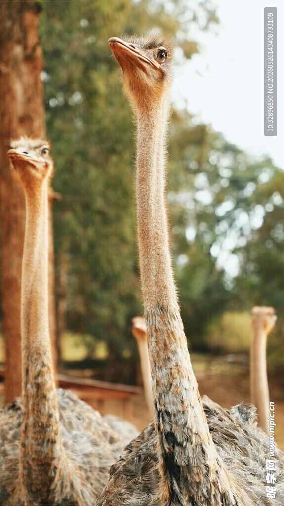 一群鸵鸟特写