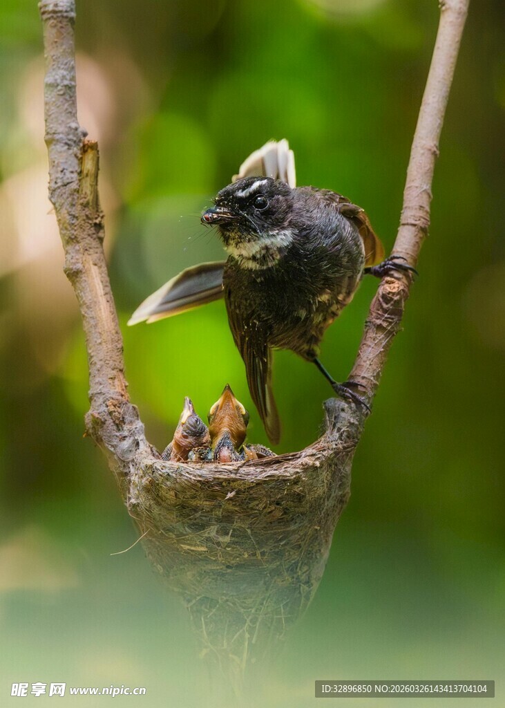 鸟巢边忙碌育雏的小鸟
