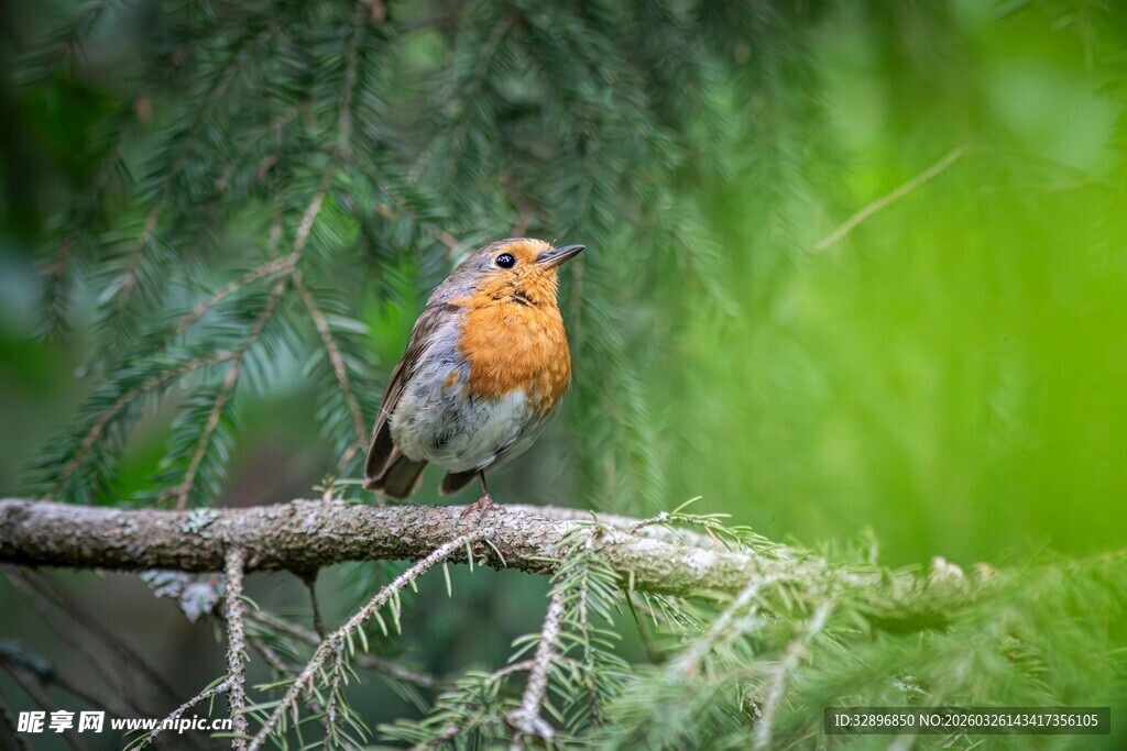 树枝上的橙色胸脯小鸟
